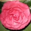 Paige Camellia